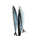 Mackerel Fish (3 pcs) - image 2 | Omowest Afro Intercontinental Shop | KulturCart