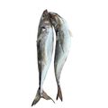 Horse Mackerel fish (3pcs) - image 1 | Omowest Afro Intercontinental Shop | KulturCart