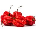 Habanero Rot kg - image 1 | Damas Markt
