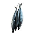 Mackerel Fish (3 pcs) - image 3 | Omowest Afro Intercontinental Shop | KulturCart