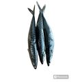 Mackerel Fish (3 pcs) - image 4 | Omowest Afro Intercontinental Shop | KulturCart