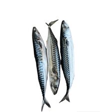 Mackerel Fish (3 pcs) - image 1 | Omowest Afro Intercontinental Shop | KulturCart
