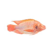 Red Tilapia - image 1 | Omowest Afro Intercontinental Shop | KulturCart