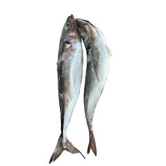 Horse Mackerel fish (2pcs) - image 1 | Omowest Afro Intercontinental Shop | KulturCart