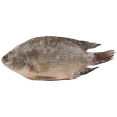 Tilapia - image 1 | Omowest Afro Intercontinental Shop | KulturCart