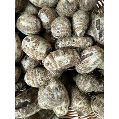Coco Yam - image 1 | Omowest Afro Intercontinental Shop | KulturCart