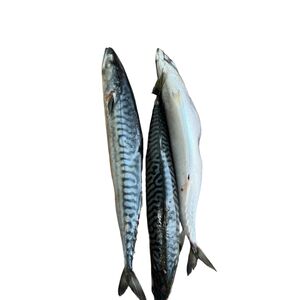 Mackerel Fish (3 pcs) - image 2 | Omowest Afro Intercontinental Shop | KulturCart