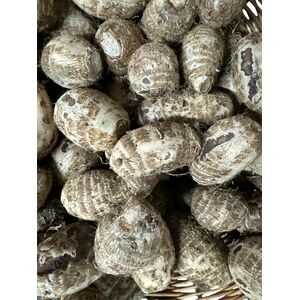 Coco Yam - image 1 | Omowest Afro Intercontinental Shop | KulturCart