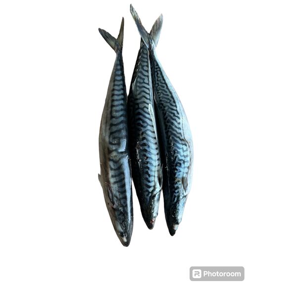 Mackerel Fish (3 pcs) - image 4 | Omowest Afro Intercontinental Shop | KulturCart