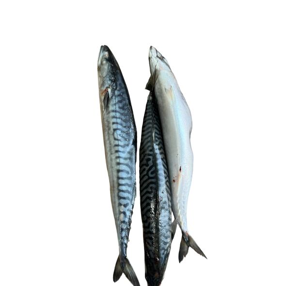 Mackerel Fish (3 pcs) - image 2 | Omowest Afro Intercontinental Shop | KulturCart