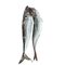 Horse Mackerel fish (2pcs) - image 1 | Omowest Afro Intercontinental Shop | KulturCart