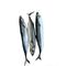 Mackerel Fish (3 pcs) - image 1 | Omowest Afro Intercontinental Shop | KulturCart