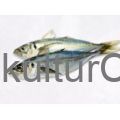 Horse Mackerel fish (3pcs) - image 6 | Omowest Afro Intercontinental Shop | KulturCart