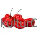 Fresh Pepper (Habanero Rot) - image 1 | OMOWEST AFRO INTERCONTINENTAL SHOP | KulturCart