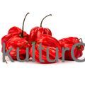 Habanero Rot kg - image 1 | Damas Markt | KulturCart