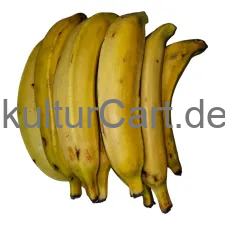 Fresh Plantain (Yellow) - image 1 | Momjays Afro Markt | KulturCart