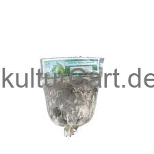 Bitekuteku - image 1 | Omowest Afro Intercontinental Shop