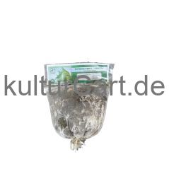 Bitekuteku - image 1 | Omowest Afro Intercontinental Shop | KulturCart