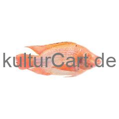 Red Tilapia - image 1 | Omowest Afro Intercontinental Shop | KulturCart