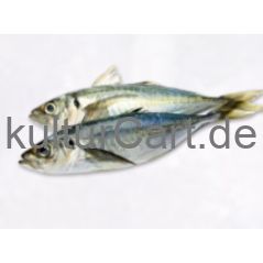 Horse Mackerel fish (3pcs) - image 6 | Omowest Afro Intercontinental Shop | KulturCart
