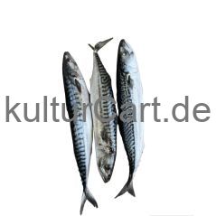 Half carton fish - image 1 | Omowest Afro Intercontinental Shop | KulturCart
