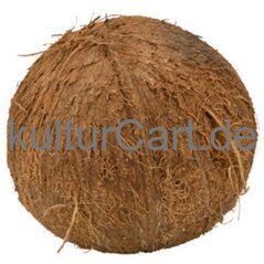FRESH COCONUT - image 3 | Omowest Afro Intercontinental Shop | KulturCart