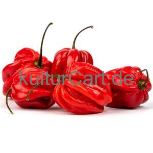 Habanero Rot kg - image 1 | Damas Markt