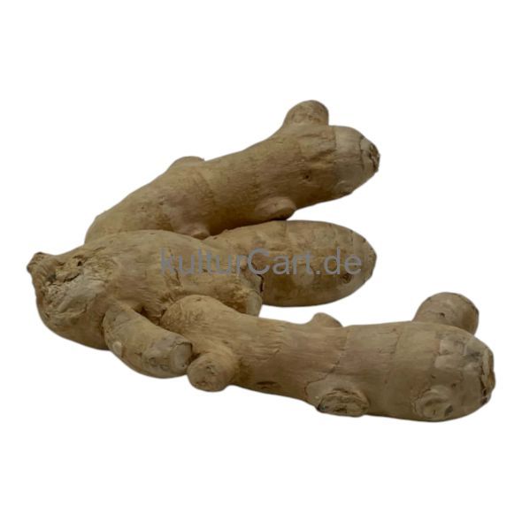 Ginger - image 1 | Afro Center & Afro Cut Krefeld