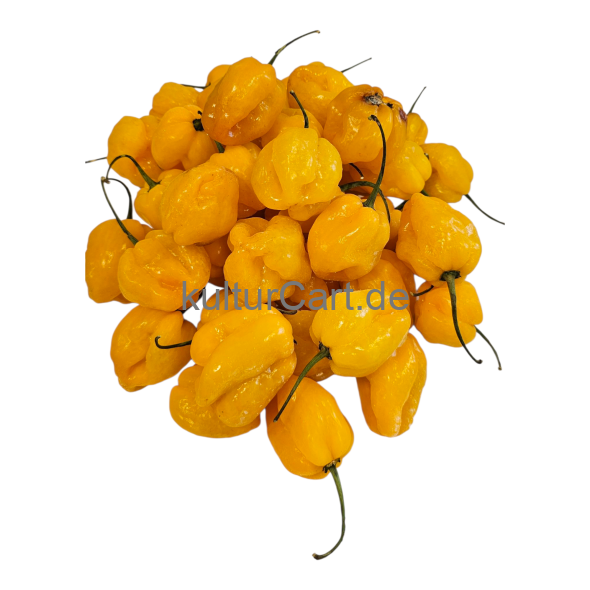 Fresh Pepper (Yellow) - image 5 | Malaika afro international Markt | KulturCart