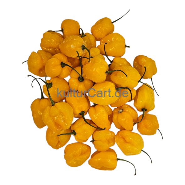 Fresh Pepper (Yellow) - image 6 | Malaika afro international Markt | KulturCart