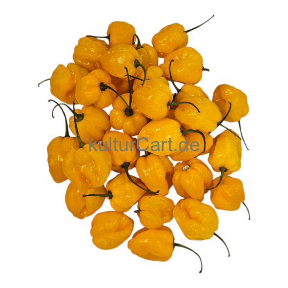 Fresh Pepper (Yellow) - image 7 | Malaika afro international Markt | KulturCart