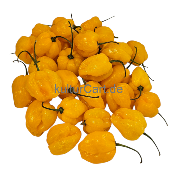 Fresh Pepper (Yellow) - image 8 | Malaika afro international Markt | KulturCart