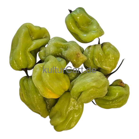 Fresh Pepper (Green) - image 4 | Malaika afro international Markt | KulturCart