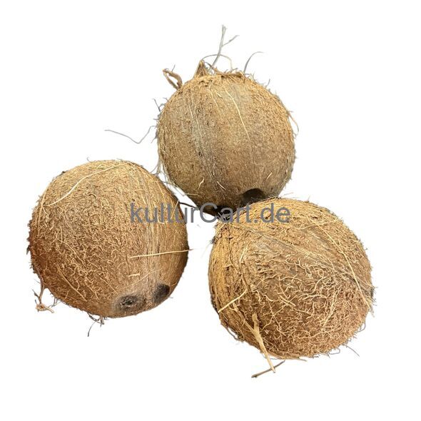 FRESH COCONUT - image 1 | Omowest Afro Intercontinental Shop | KulturCart