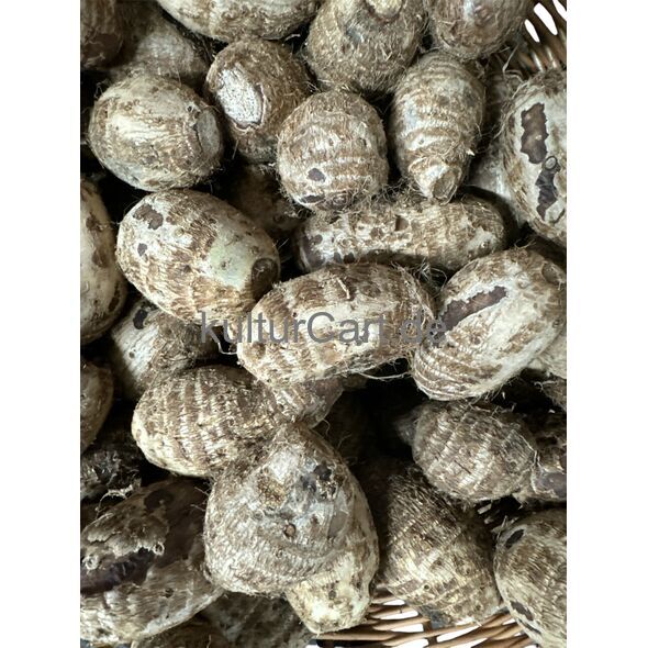 Coco Yam - image 1 | Omowest Afro Intercontinental Shop | KulturCart