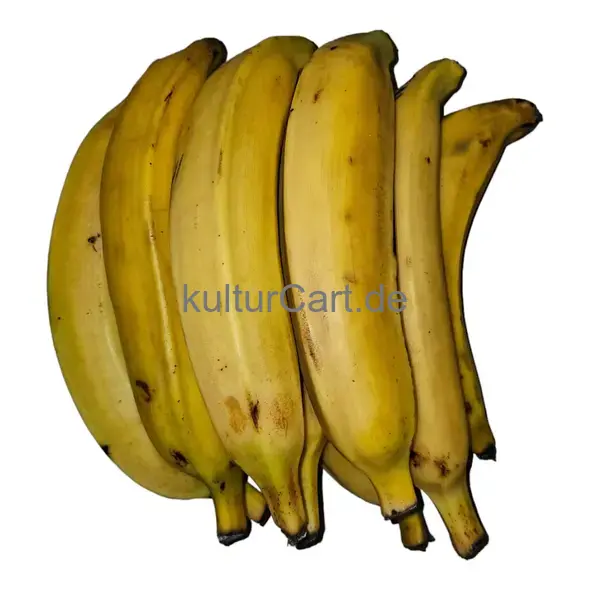Fresh Plantain - image 2 | Momjays Afro Markt