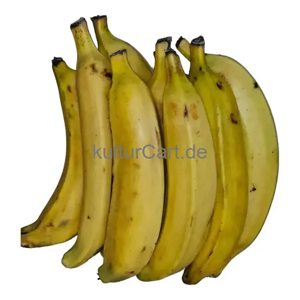 Fresh Plantain - image 3 | Momjays Afro Markt