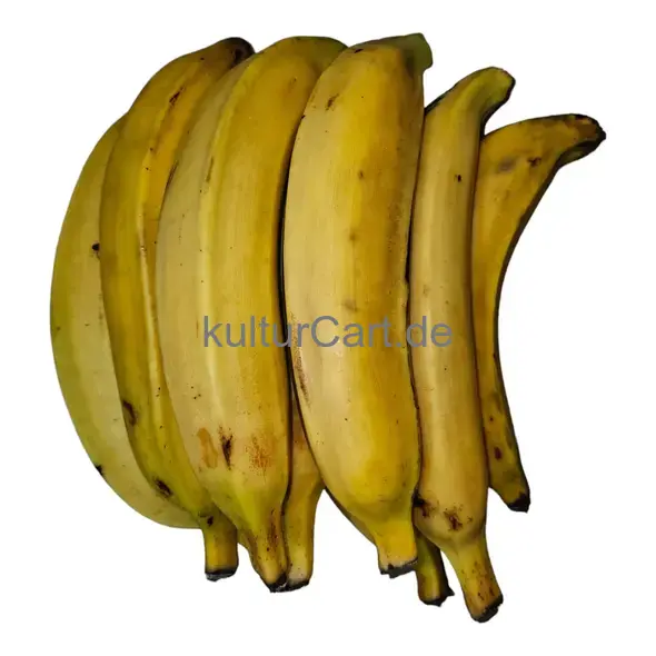 Fresh Plantain - image 1 | Momjays Afro Markt