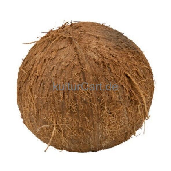 FRESH COCONUT - image 3 | Omowest Afro Intercontinental Shop | KulturCart